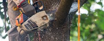 Professional  Tree Services in Norton Shores, MI