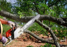 How Our Tree Care Process Works  in  Norton Shores, MI