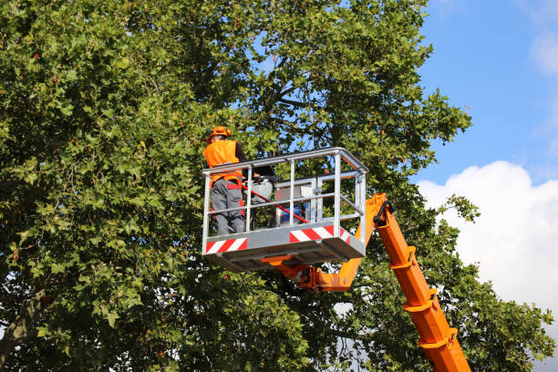 Tree and Shrub Care in Norton Shores, MI